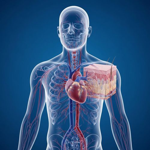 Skinology Pro Level 3 Core Knowledge Foundation in Anatomy & Physiology for Aesthetic Machinery (CPD Accredited)
